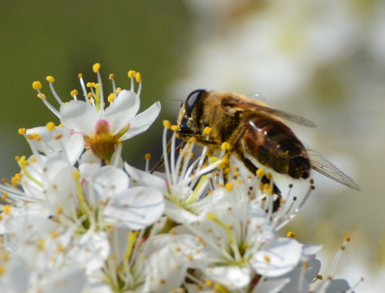 Sui fiori di prugnolo: Eristalis tenax (Syrphidae)